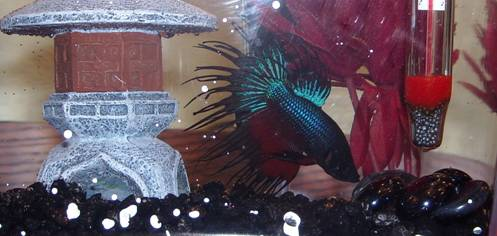 Why am I so beautiful?