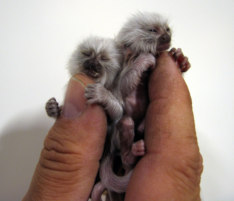 Tiny Monkeys!